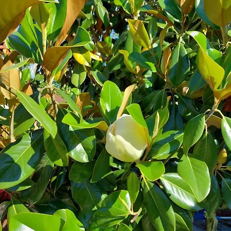 The Cocoon And Olives Hut Villa Koropi