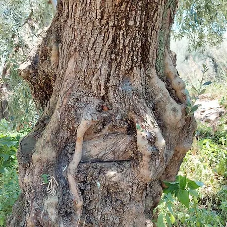 The Cocoon And Olives Hut *
